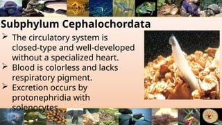 Subphylum Cephalochordata
 The circulatory system is
closed-type and well-developed
without a specialized heart.
 Blood is colorless and lacks
respiratory pigment.
 Excretion occurs by
protonephridia with
solenocytes.
 