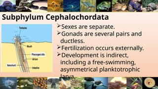 Subphylum Cephalochordata
Sexes are separate.
Gonads are several pairs and
ductless.
Fertilization occurs externally.
Development is indirect,
including a free-swimming,
asymmetrical planktotrophic
larva.
 