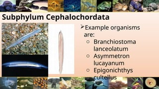 Subphylum Cephalochordata
Example organisms
are:
o Branchiostoma
lanceolatum
o Asymmetron
lucayanum
o Epigonichthys
cultellus
 