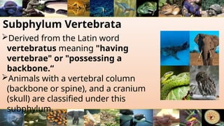 Subphylum Vertebrata
Derived from the Latin word
vertebratus meaning "having
vertebrae" or "possessing a
backbone.“
Animals with a vertebral column
(backbone or spine), and a cranium
(skull) are classified under this
subphylum.
 