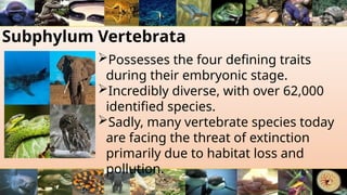 Subphylum Vertebrata
Possesses the four defining traits
during their embryonic stage.
Incredibly diverse, with over 62,000
identified species.
Sadly, many vertebrate species today
are facing the threat of extinction
primarily due to habitat loss and
pollution.
 