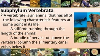 Subphylum Vertebrata
A vertebrate is an animal that has all of
the following characteristic features at
some point in its life:
- A stiff rod running through the
length of the animal
- A bundle of nerves run above the
vertebral column the alimentary canal
exists below it.
 