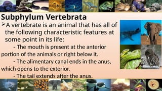 Subphylum Vertebrata
A vertebrate is an animal that has all of
the following characteristic features at
some point in its life:
- The mouth is present at the anterior
portion of the animals or right below it.
- The alimentary canal ends in the anus,
which opens to the exterior.
- The tail extends after the anus.
 