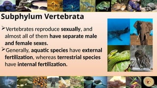 Subphylum Vertebrata
Vertebrates reproduce sexually, and
almost all of them have separate male
and female sexes.
Generally, aquatic species have external
fertilization, whereas terrestrial species
have internal fertilization.
 