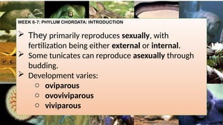 WEEK 6-7: PHYLUM CHORDATA: INTRODUCTION
 They primarily reproduces sexually, with
fertilization being either external or internal.
 Some tunicates can reproduce asexually through
budding.
 Development varies:
o oviparous
o ovoviviparous
o viviparous
 