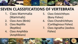 SEVEN CLASSIFICATIONS OF VERTEBRATA
1. Class Mammalia
(Mammals)
2. Class Aves (Birds)
3. Class Reptilia
(Reptiles)
4. Class Amphibia
(Amphibians)
5. Class Osteichthyes
(Bony Fishes)
6. Class Chondrichthyes
(Cartilaginous Fishes)
7. Class Agnatha (Jawless
Fishes)
 