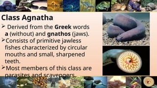 Class Agnatha
 Derived from the Greek words
a (without) and gnathos (jaws).
Consists of primitive jawless
fishes characterized by circular
mouths and small, sharpened
teeth.
Most members of this class are
parasites and scavengers.
 
