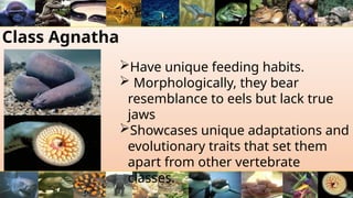 Class Agnatha
Have unique feeding habits.
 Morphologically, they bear
resemblance to eels but lack true
jaws
Showcases unique adaptations and
evolutionary traits that set them
apart from other vertebrate
classes.
 