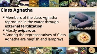 Class Agnatha
Members of the class Agnatha
reproduce in the water through
external fertilization.
Mostly oviparous
Among the representatives of Class
Agnatha are hagfish and lampreys.
 