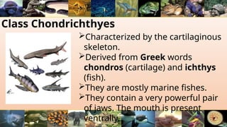 Class Chondrichthyes
Characterized by the cartilaginous
skeleton.
Derived from Greek words
chondros (cartilage) and ichthys
(fish).
They are mostly marine fishes.
They contain a very powerful pair
of jaws. The mouth is present
ventrally.
 