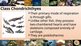 Class Chondrichthyes
Their primary mode of respiration
is through gills.
Unlike other fish, they possess
two-chambered hearts and have
skeletons composed entirely of
cartilage.
They are poikilothermic
organisms.
 
