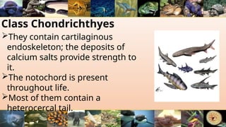 Class Chondrichthyes
They contain cartilaginous
endoskeleton; the deposits of
calcium salts provide strength to
it.
The notochord is present
throughout life.
Most of them contain a
heterocercal tail.
 
