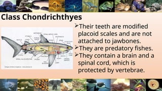 Class Chondrichthyes
Their teeth are modified
placoid scales and are not
attached to jawbones.
They are predatory fishes.
They contain a brain and a
spinal cord, which is
protected by vertebrae.
 