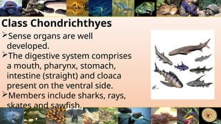 Class Chondrichthyes
Sense organs are well
developed.
The digestive system comprises
a mouth, pharynx, stomach,
intestine (straight) and cloaca
present on the ventral side.
Members include sharks, rays,
skates and sawfish.
 
