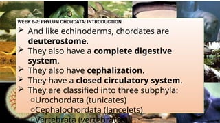 WEEK 6-7: PHYLUM CHORDATA: INTRODUCTION
 And like echinoderms, chordates are
deuterostome.
 They also have a complete digestive
system.
 They also have cephalization.
 They have a closed circulatory system.
 They are classified into three subphyla:
oUrochordata (tunicates)
oCephalochordata (lancelets)
oVertebrata (vertebrates).
 