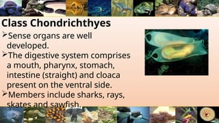 Class Chondrichthyes
Sense organs are well
developed.
The digestive system comprises
a mouth, pharynx, stomach,
intestine (straight) and cloaca
present on the ventral side.
Members include sharks, rays,
skates and sawfish.
 