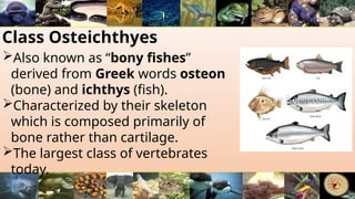 Class Osteichthyes
Also known as “bony fishes”
derived from Greek words osteon
(bone) and ichthys (fish).
Characterized by their skeleton
which is composed primarily of
bone rather than cartilage.
The largest class of vertebrates
today.
 
