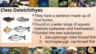 Class Osteichthyes
They have a skeleton made up of
true bones.
Found in a wide range of aquatic
habitats (saltwater and freshwater).
Divided into two subclasses:
1. Sarcopterygii- lobe-finned fish
2. Actinopterygii- ray-finned fish
 