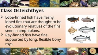 Class Osteichthyes
 Lobe-finned fish have fleshy,
lobed fins that are thought to be
evolutionary relatives of the fins
seen in amphibians.
 Ray-finned fish have fins
supported by long, flexible bony
rays.
 