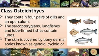 Class Osteichthyes
 They contain four pairs of gills and
an operculum.
 The sarcopterygians, lungfishes
and lobe-finned fishes contain
lungs.
 The skin is covered by bony dermal
scales known as ganoid, cycloid or
ctenoid scales.
 