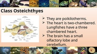 Class Osteichthyes
 They are poikilotherms.
 The heart is two-chambered.
Lungfishes have a three
chambered heart.
 The brain has a small
olfactory lobe and
cerebellum.
 