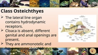 Class Osteichthyes
 The lateral line organ
contains hydrodynamic
receptors.
 Cloaca is absent, different
genital and anal openings are
present.
 They are ammonotelic and
have mesonephric kidneys.
 