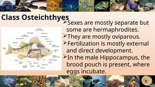 Class Osteichthyes
Sexes are mostly separate but
some are hermaphrodites.
They are mostly oviparous.
Fertilization is mostly external
and direct development.
In the male Hippocampus, the
brood pouch is present, where
eggs incubate.
 