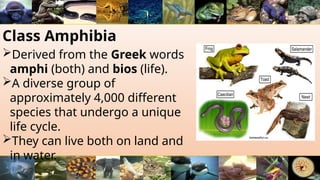 Class Amphibia
Derived from the Greek words
amphi (both) and bios (life).
A diverse group of
approximately 4,000 different
species that undergo a unique
life cycle.
They can live both on land and
in water.
 