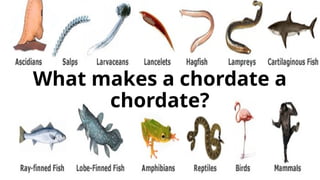 What makes a chordate a
chordate?
 