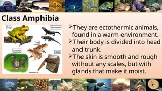 Class Amphibia
They are ectothermic animals,
found in a warm environment.
Their body is divided into head
and trunk.
The skin is smooth and rough
without any scales, but with
glands that make it moist.
 