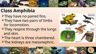 Class Amphibia
They have no paired fins.
They have two pairs of limbs
for locomotion.
They respire through the lungs
and skin.
The heart is three chambered.
The kidneys are mesonephric.
 