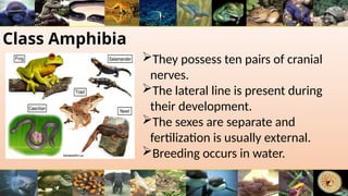 Class Amphibia
They possess ten pairs of cranial
nerves.
The lateral line is present during
their development.
The sexes are separate and
fertilization is usually external.
Breeding occurs in water.
 