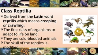 Class Reptilia
Derived from the Latin word
reptilis which means creeping
or crawling.
The first class of organisms to
adapt to life on land.
They are cold-blooded animals.
The skull of the reptiles is
modified.
 