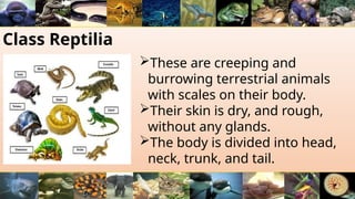 Class Reptilia
These are creeping and
burrowing terrestrial animals
with scales on their body.
Their skin is dry, and rough,
without any glands.
The body is divided into head,
neck, trunk, and tail.
 