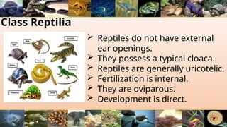 Class Reptilia
 Reptiles do not have external
ear openings.
 They possess a typical cloaca.
 Reptiles are generally uricotelic.
 Fertilization is internal.
 They are oviparous.
 Development is direct.
 