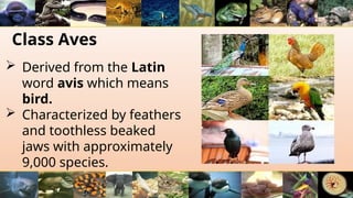 Class Aves
 Derived from the Latin
word avis which means
bird.
 Characterized by feathers
and toothless beaked
jaws with approximately
9,000 species.
 