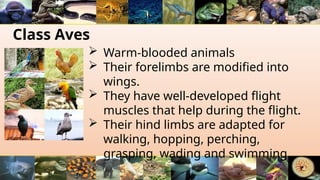 Class Aves
 Warm-blooded animals
 Their forelimbs are modified into
wings.
 They have well-developed flight
muscles that help during the flight.
 Their hind limbs are adapted for
walking, hopping, perching,
grasping, wading and swimming.
 