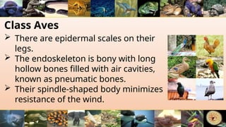 Class Aves
 There are epidermal scales on their
legs.
 The endoskeleton is bony with long
hollow bones filled with air cavities,
known as pneumatic bones.
 Their spindle-shaped body minimizes
resistance of the wind.
 