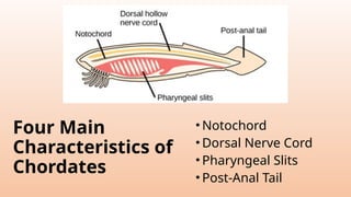 Four Main
Characteristics of
Chordates
• Notochord
• Dorsal Nerve Cord
• Pharyngeal Slits
• Post-Anal Tail
 