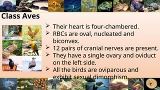 Class Aves
 Their heart is four-chambered.
 RBCs are oval, nucleated and
biconvex.
 12 pairs of cranial nerves are present.
 They have a single ovary and oviduct
on the left side.
 All the birds are oviparous and
exhibit sexual dimorphism.
 