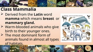Class Mammalia
 Derived from the Latin word
mamma which means breast or
mammary gland.
 Warm-blooded animals who give
birth to their younger ones.
 The most dominant form of
animals found in almost all types
of habitats.
 