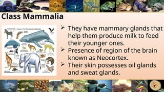 Class Mammalia
 They have mammary glands that
help them produce milk to feed
their younger ones.
 Presence of region of the brain
known as Neocortex.
 Their skin possesses oil glands
and sweat glands.
 