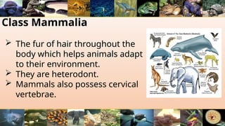 Class Mammalia
 The fur of hair throughout the
body which helps animals adapt
to their environment.
 They are heterodont.
 Mammals also possess cervical
vertebrae.
 