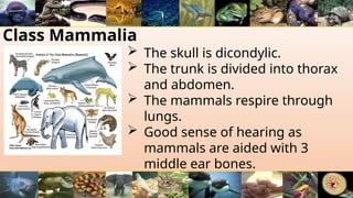 Class Mammalia
 The skull is dicondylic.
 The trunk is divided into thorax
and abdomen.
 The mammals respire through
lungs.
 Good sense of hearing as
mammals are aided with 3
middle ear bones.
 