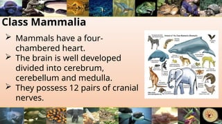 Class Mammalia
 Mammals have a four-
chambered heart.
 The brain is well developed
divided into cerebrum,
cerebellum and medulla.
 They possess 12 pairs of cranial
nerves.
 