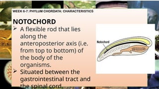WEEK 6-7: PHYLUM CHORDATA: CHARACTERISTICS
NOTOCHORD
 A flexible rod that lies
along the
anteroposterior axis (i.e.
from top to bottom) of
the body of the
organisms.
 Situated between the
gastrointestinal tract and
the spinal cord.
 
