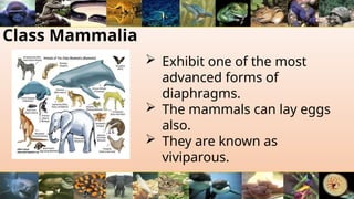 Class Mammalia
 Exhibit one of the most
advanced forms of
diaphragms.
 The mammals can lay eggs
also.
 They are known as
viviparous.
 