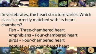 In vertebrates, the heart structure varies. Which
class is correctly matched with its heart
chambers?
Fish – Three-chambered heart
Amphibians – Four-chambered heart
Birds – Four-chambered heart
Reptiles – Two-chambered heart
 