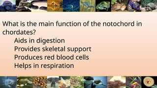 What is the main function of the notochord in
chordates?
Aids in digestion
Provides skeletal support
Produces red blood cells
Helps in respiration
 