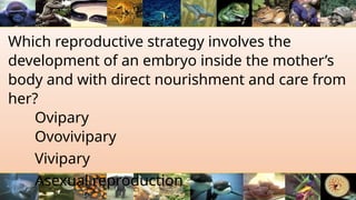 Which reproductive strategy involves the
development of an embryo inside the mother’s
body and with direct nourishment and care from
her?
Ovipary
Ovovivipary
Vivipary
Asexual reproduction
 